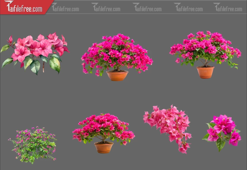 Thư Viện Hoa Giấy Dành Cho Thiết Kế File Png_368