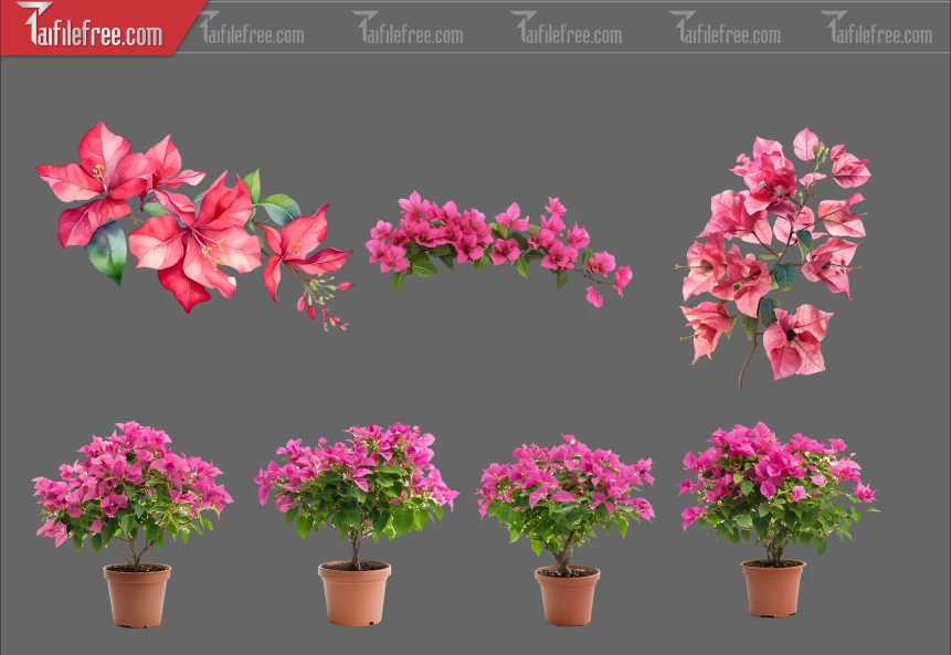 Thư Viện Hoa Giấy Dành Cho Thiết Kế File Png_369