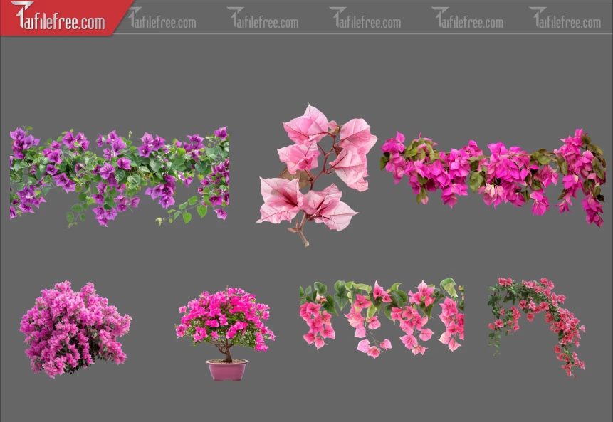 Thư Viện Hoa Giấy Dành Cho Thiết Kế File Png_370