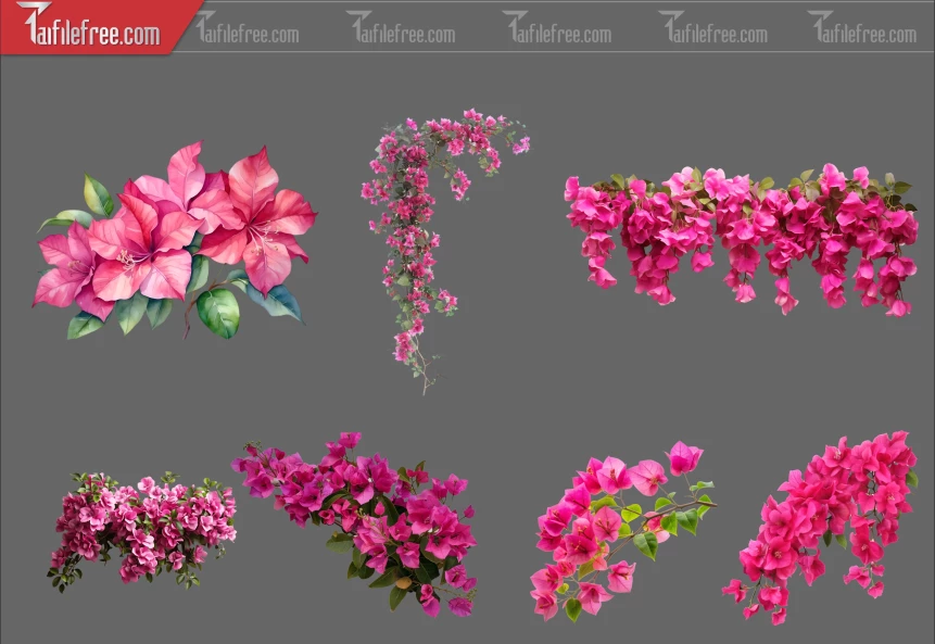 Thư Viện Hoa Giấy Dành Cho Thiết Kế File Png_371