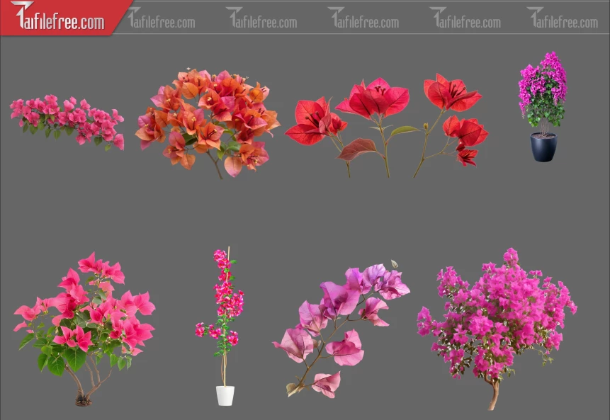 Thư Viện Hoa Giấy Dành Cho Thiết Kế File Png_372