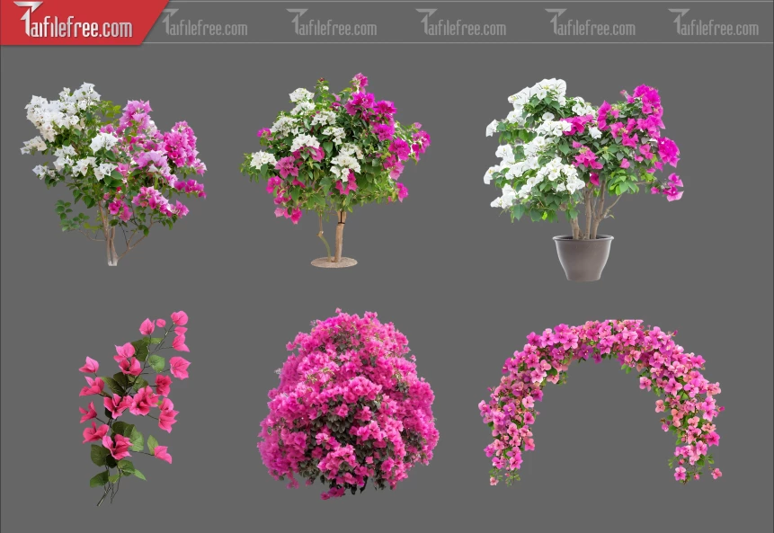 Thư Viện Hoa Giấy Dành Cho Thiết Kế File Png_373